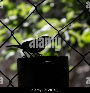 Un primo piano della silhouette di un uccello seduto su una superficie cilindrica dietro una recinzione che mangia un bug Foto Stock