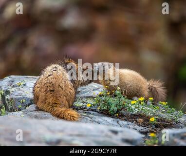 La femmina gialla abbellita marmotta tende al suo giovane cuccioli sul bordo della roccia nelle regioni alpine delle montagne rocciose del Colorado Foto Stock