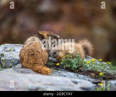 La femmina gialla abbellita marmotta tende al suo giovane cuccioli sul bordo della roccia nelle regioni alpine delle montagne rocciose del Colorado Foto Stock