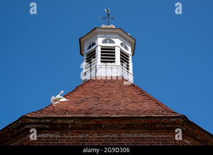 Colombe bianche nella storica colombaia ottagonale nel giardino murato di Felbrigg Hall vicino a Cromer nel Nord Norfolk. Anglia orientale. Foto Stock