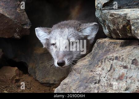 Un cucciolo di volpe artica si staglia su una stalla rocciosa Foto Stock