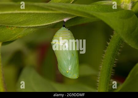 Monarca farfalla chrysalis appeso a foglia di fiore. Conservazione delle farfalle, ciclo di vita, conservazione dell'habitat, e concetto di giardino fiorito cortile. Foto Stock