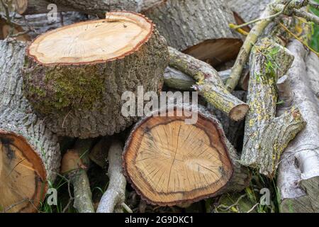Sezioni trasversali segate di quercia (Quercus robur), tronco e rami laterali. In cima a uno . Pila di tronchi. Stagionatura. Anelli di crescita. Corteccia, strato di cambio. Foto Stock