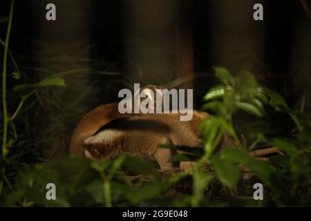 Slow lorises presso il centro di riabilitazione della fauna selvatica gestito da International Animal Rescue (IAR) a Ciapus, Bogor, Giava Occidentale, Indonesia. I primati sono stati salvati dall'attività di commercio della fauna selvatica e sono in una fase di transizione, che è quello di renderli pronti per essere liberati in natura. Slow loris è una specie notturna, venomosa, e potrebbe trasmettere malattie zoonotiche all'uomo. I primati non hanno caratteristiche come animali domestici, secondo gli scienziati, quindi saranno probabilmente morti nella prigionia umana. Foto Stock