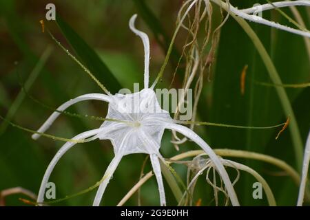 Bianco fiore palude nella palude con rugiada dopo una pioggia. Native Florida Lily, Alligator Lily è un erbaceo perenne di 2 piedi o meno in altezza, endemico Foto Stock