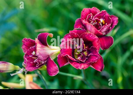 'Stellar Double Rose' Daylily, Daglilja (Hemerocallis) Foto Stock