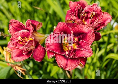 'Stellar Double Rose' Daylily, Daglilja (Hemerocallis) Foto Stock