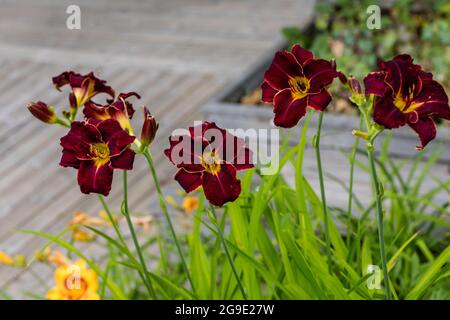 'Chicago Blackout' Daylily, Daglilja (Hemerocallis) Foto Stock