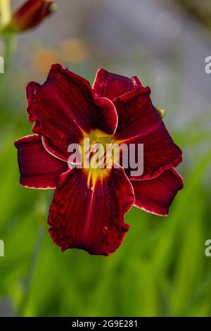 'Chicago Blackout' Daylily, Daglilja (Hemerocallis) Foto Stock