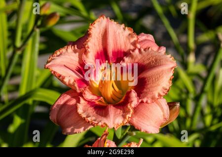 'Sdelle fragole Candy Daylily, Daglilja (Hemerocallis) Foto Stock