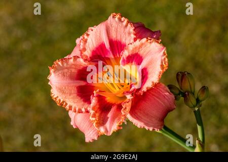 'Sdelle fragole Candy Daylily, Daglilja (Hemerocallis) Foto Stock