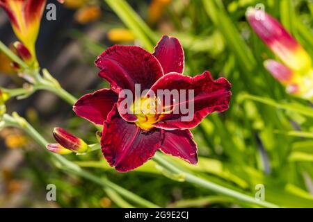 'Chicago Blackout' Daylily, Daglilja (Hemerocallis) Foto Stock