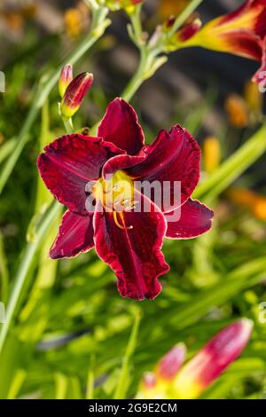 'Chicago Blackout' Daylily, Daglilja (Hemerocallis) Foto Stock