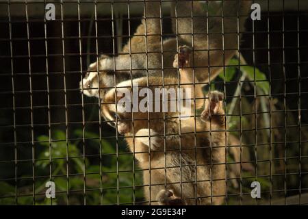 Slow lorises presso il centro di riabilitazione della fauna selvatica gestito da International Animal Rescue (IAR) a Ciapus, Bogor, Giava Occidentale, Indonesia. I primati sono stati salvati dall'attività di commercio della fauna selvatica e sono in una fase di transizione, che è quello di renderli pronti per essere liberati in natura. Slow loris è una specie notturna, venomosa, e potrebbe trasmettere malattie zoonotiche all'uomo. I primati non hanno caratteristiche come animali domestici, secondo gli scienziati, quindi saranno probabilmente morti nella prigionia umana. Foto Stock