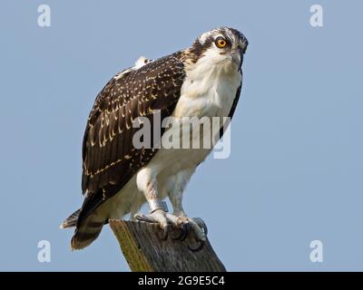 Giovane Osprey in piedi su Nest Post Foto Stock