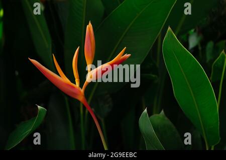 Fiori esotici tropicali arancioni che fioriscono su foglie lussureggianti, sfondo verde scuro della natura. Foto Stock