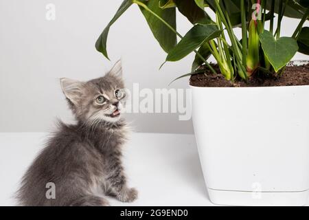 Carino gattino grigio a righe soffici si trova vicino al fiore di piante di casa Anthurium. PET e fiori in pentole. Foto Stock