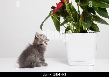 Carino gattino grigio a righe soffici si trova vicino al fiore di piante domestiche Anthurium e mevi. PET e fiori in pentole. Foto Stock