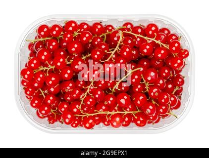 Bacche di ribes rosso, in un contenitore di plastica. Bacche di ribes rosso mature fresche, frutti commestibili sferici di Ribes rubrum. Frutta dolce. Foto Stock