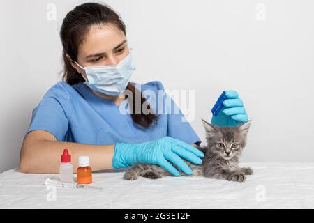 Un veterinario in guanti gocciola sul garrese del rimedio del gatto o gocce da pulci per il trattamento di un gattino. Terapia antiparassitaria in veterinaria Foto Stock