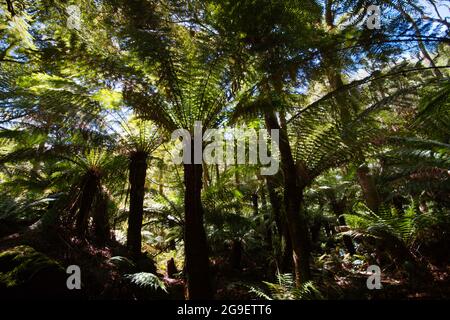 Felci di alberi giganti (Dicksonia antartide) nella foresta pluviale temperata, cascate di St Columba, Tasmania, Australia Foto Stock