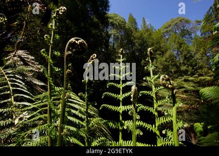 Foglie di felce di alberi giganti (Dicksonia antartide), cascate di San Columba, Tasmania, Australia Foto Stock