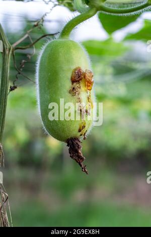 La mosca della frutta danneggia una giovane zucca di melone invernale nella fattoria Foto Stock