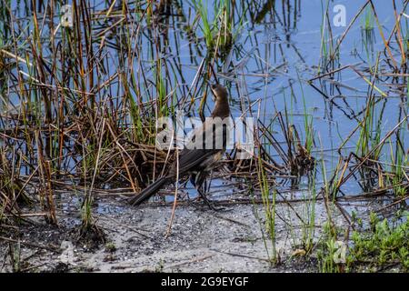 Barca-tailed Grackle (Quiscalus major), Arthur R Marshall National Wildlife Reserve, Loxahatchee, Florida Foto Stock