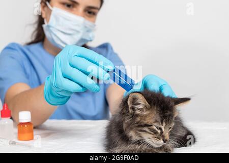 Un veterinario in guanti gocciola sul garrese del rimedio del gatto o gocce da pulci per il trattamento di un gattino. Terapia antiparassitaria in veterinaria Foto Stock