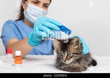 Un veterinario in guanti gocciola sul garrese del rimedio del gatto o gocce da pulci per il trattamento di un gattino. Terapia antiparassitaria in veterinaria Foto Stock