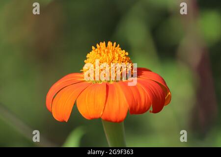 Primo piano di girasole messicane, Tithonia diversifolia, colore arancio, navi Mumbai, Maharashtra Foto Stock