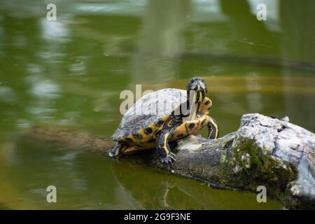 Il cursore di D'Orbigny o la tartaruga a cordoncini neri, Trachemys dorbigni a Tiergarten Schonbrunn, Vienna, Austria Foto Stock