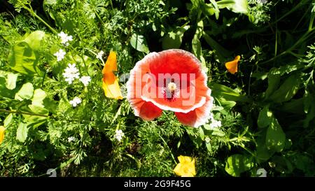 Wildflower Patch con fiori colorati in giardino, in una giornata di sole Foto Stock