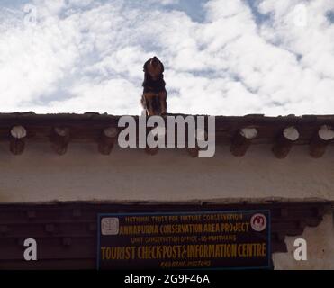 Cane sul tetto dell'ufficio ACAP, Kagbeni, Mustang superiore, Nepal Foto Stock