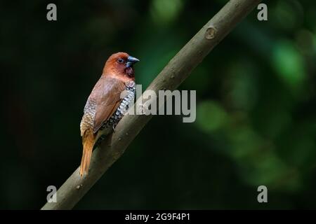 munia, Lonchura punctulata, Goa, India Foto Stock