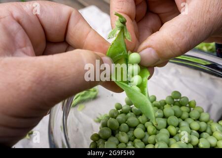 Donna mani sbucciate piselli da guscio Foto Stock