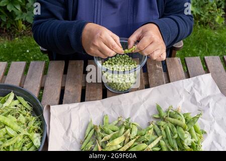 Donna mani sbucciate piselli da guscio Foto Stock