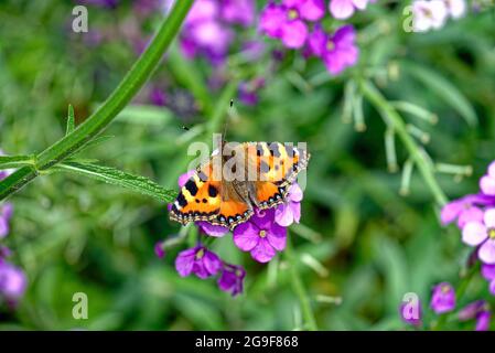 Primo piano di una piccola farfalla di Tortoiseshell, Aglais urticae che riposa sulla fioritura di un bowles mauve erysimum. Foto Stock
