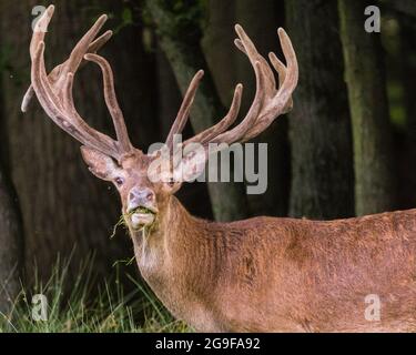 Duelmen, NRW, Germania. 25 luglio 2021. Uno stag di cervi rossi (cervus elaphus, maschio) mostra le sue formiche impressionanti, quasi completamente cresciute, mentre si munge sull'erba nel vasto bosco della Riserva Naturale di Duelmen. Credit: Imageplotter/Alamy Live News Foto Stock