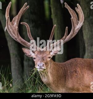 Duelmen, NRW, Germania. 25 luglio 2021. Uno stag di cervi rossi (cervus elaphus, maschio) mostra le sue formiche impressionanti, quasi completamente cresciute, mentre si munge sull'erba nel vasto bosco della Riserva Naturale di Duelmen. Credit: Imageplotter/Alamy Live News Foto Stock