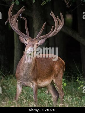 Duelmen, NRW, Germania. 25 luglio 2021. Uno stag di cervi rossi (cervus elaphus, maschio) mostra le sue formiche impressionanti, quasi completamente cresciute, mentre si munge sull'erba nel vasto bosco della Riserva Naturale di Duelmen. Credit: Imageplotter/Alamy Live News Foto Stock