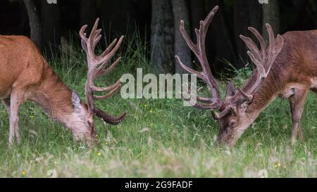 Duelmen, NRW, Germania. 25 luglio 2021. Due cervi rossi (cervo elaphus, maschio), che pascolano in armonia amichevole al di fuori della stagione della caccia, mostrano i loro impressionanti, quasi completamente cresciuti, come si munch sull'erba nel vasto bosco della Riserva Naturale di Duelmen. Credit: Imageplotter/Alamy Live News Foto Stock