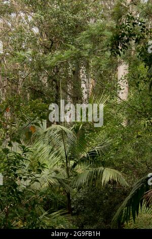 Denso e verde sottobosco della foresta pluviale subtropicale pianeggiante con palme da bangalow ed eucalipti. Molla. Tamborine Mountain, Australia. Foto Stock