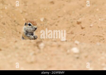 Cape Ground Squirrel (Xerus Inauris). Giovane al suo burrow. Deserto Di Kalahari, Parco Transfrontaliero Di Kgalagadi, Sudafrica. Foto Stock