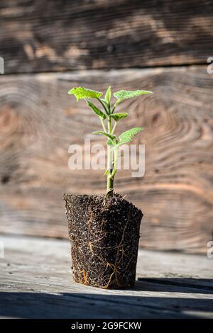 Giovane germoglio verde di un albero di paulownia è pronto per piantare. Bell'albero in rapida crescita che sta guadagnando popolarità in tutto il mondo. Foto Stock