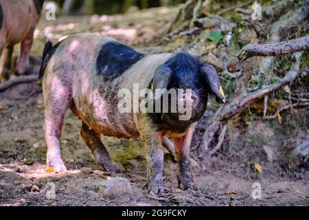 Francia, Pirenei Atlantici (64), Paesi Baschi, Valle Aldudes, Pierre Oteiza allevamento di suini baschi di razza magpie nera Foto Stock