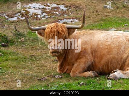 Una razza tradizionale di bovini domestici provenienti dalla Scozia, il bestiame delle Highland è stato allevato per la sua durezza e la sua carne di manzo, che discendono per il Longhorn amitico Foto Stock