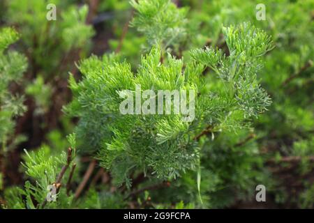 Southernwood o il wormwood del sud (Artemisia abrotanum) che striscia erba coltivata in giardino botanico pubblico. Giardino botanico silesiano a Mikolow, Pol Foto Stock
