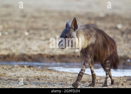 Brown Hyena (Parahyena brunnea), adulti a piedi. Ha bevuto ad un waterhole. Deserto di Kalahari, Parco di Kgalagadi TransFrontier, Sudafrica. Foto Stock