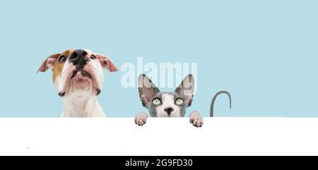 Banner divertente gatto e cane nascondere sphynx e american staffordshire appeso in uno spazio vuoto. Isolato su sfondo blu. Foto Stock